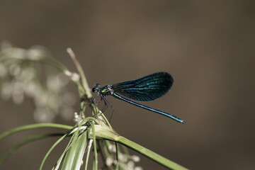 Zygoptères, demoiselle bleue