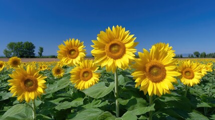 Obraz premium Vibrant Sunflower Field Under Clear Blue Sky with Lush Green Leaves and Warm Sunshine