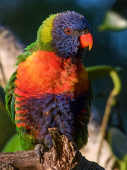 Rainbow Lorikeet (Trichoglossus haematodus) in Australia
