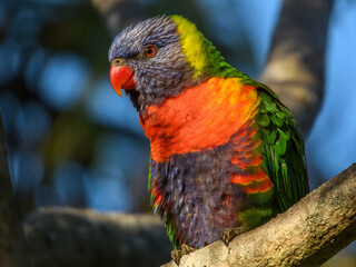 Rainbow Lorikeet (Trichoglossus haematodus) in Australia
