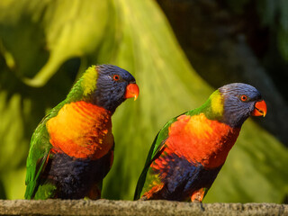 Rainbow Lorikeet (Trichoglossus haematodus) in Australia
