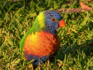 Rainbow Lorikeet (Trichoglossus haematodus) in Australia
