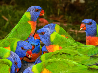 Rainbow Lorikeet (Trichoglossus haematodus) in Australia
