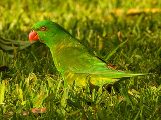 Scaly-breasted Lorikeet (Trichoglossus chlorolepidotus) in Australia