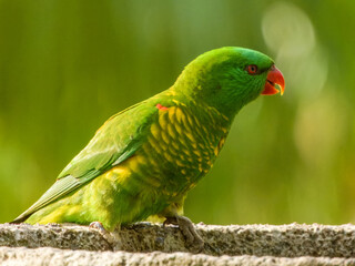 Scaly-breasted Lorikeet (Trichoglossus chlorolepidotus) in Australia