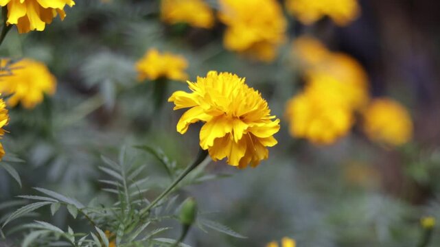 Mari Gold Flower In The Garden Video