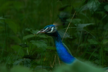 Blurred Image of a Peacock