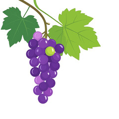 Illustrated bunch of purple grapes with a single green berry, hanging from a vine with two leaves.