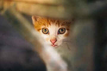 portrait of a red cat, closeup photo from a kitten