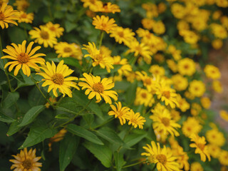 Bright yellow daisy-like flowers blooming in the sun, symbolizing joy and positivity, growing in a...