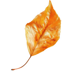 Fototapeta premium Autumnal leaf, vibrant orange-gold hue, detailed veins
