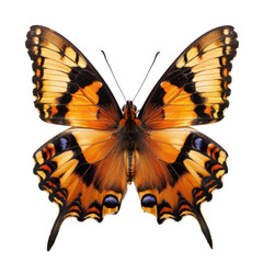 Close-up of a butterfly with orange, black, and cream wings