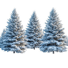 Obraz premium Snow-covered pine trees in winter forest outdoor isolated on transparent background