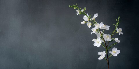 White blossoms on green stem against dark background