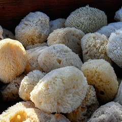 Closeup of selection of natural sea sponge for sale in a harbour in Greece