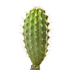 Close-up of a green cactus, covered in spines