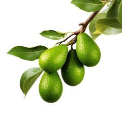 Branch of avocado tree isolated on transparent background