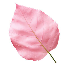 Rose Leaf isolated on transparent background