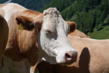 Close-up of a Contented Alpine Cow with Ear Tag on a Sunny Mountain Pasture 