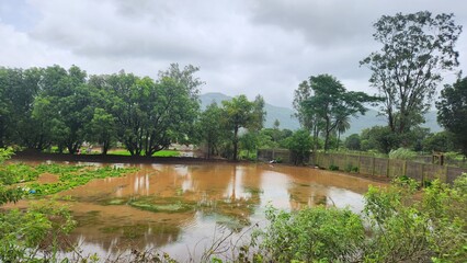 Rice feilds with muddy water