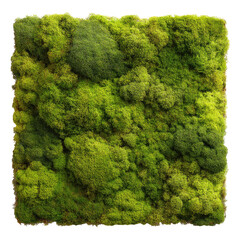 Square wall art of vibrant moss
