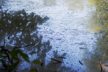Raindrops on the surface of a puddle in the forest.