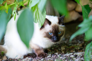 Ragdoll Katze im Garten