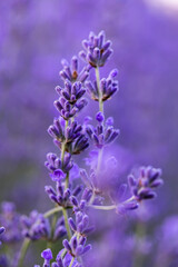 Lavender flowers in Provence, France. Macro purple background with blooming lavender field.