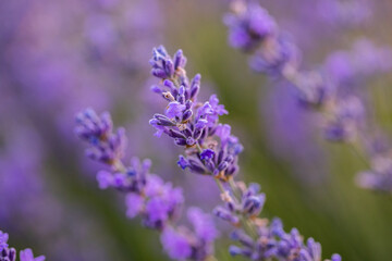 Lavender flowers in Provence, France. Macro purple background with blooming lavender field.