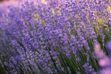Naklejka premium Lavender flowers in Provence, France. Macro purple background with blooming lavender field.