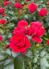 A vibrant red rose in full bloom stands out against a lush green background in a sunlit garden.