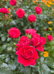 A vibrant red rose in full bloom stands out against a lush green background in a sunlit garden.