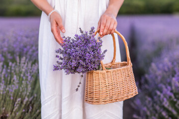 Lavender flowers in Provence, France. Macro purple background with blooming lavender field.