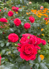 A vibrant red rose in full bloom stands out against a lush green background in a sunlit garden.