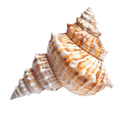 Obraz premium Close-up of a seashell, cone shape, intricate spiral patterns, creamy white and brown colors