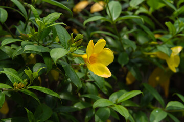 A yellow Alaknanda flower