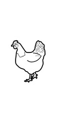 hen chicken illustration