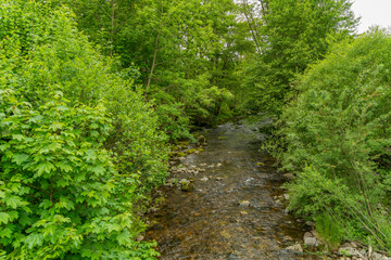 Obraz premium River in the Black Forest