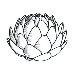 Obraz premium Detailed black and white artichoke line drawing illustration