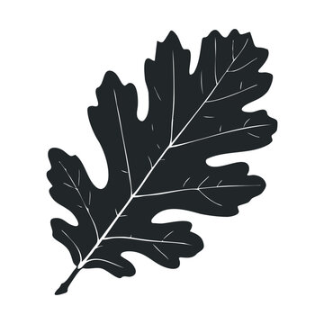 Silhouette of a detailed oak leaf with prominent veins on white background