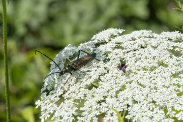 Musk beetle exploring white wildflower in summer meadow