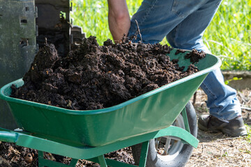 Homme remplissant une brouette verte avec une pelle de compost. Il creuse dans un bac de compost de...