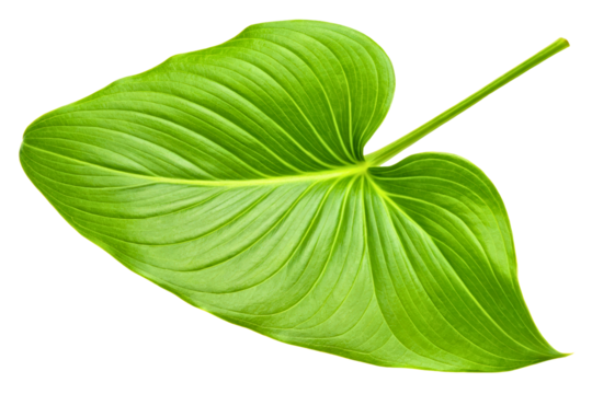 Fresh green heart-shaped tropical leaf with detailed texture isolated with transparent background