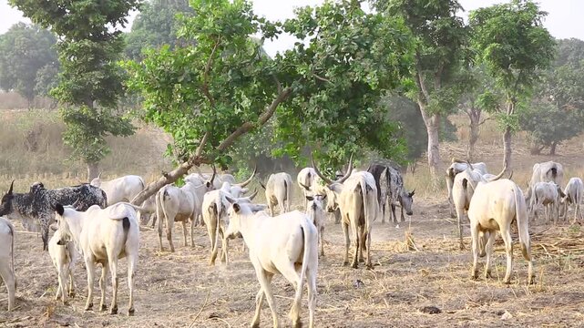 A powerful glimpse into the nomadic lifestyle of herders in the Sahel, where cows are not just animals but a symbol of culture, survival, and ancestral identity.