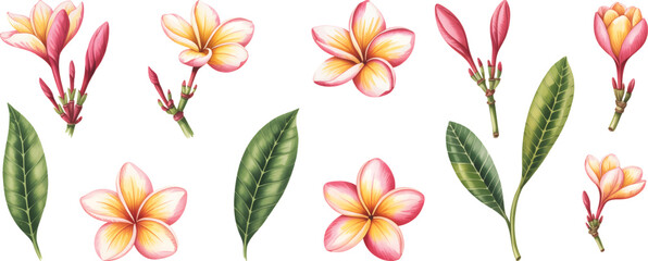 Soft watercolor collection of frangipani blossoms in yellow and pink tones.