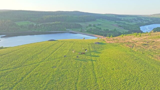 Aerial: Strines Reservoir, water storage reservoir, with cows during the day near Sheffield, South Yorkshire, England, push in drone shot