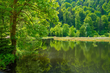 Nonnenmattweiher in Germany
