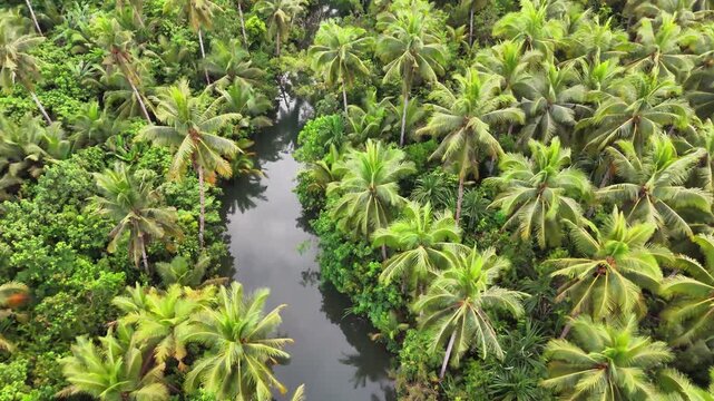 Drone shot captures Maasin River weaving through thick, lush coconut palms in a vibrant tropical landscape, highlighting the unique greenery of Siargao, Philippines in one continuous scene.