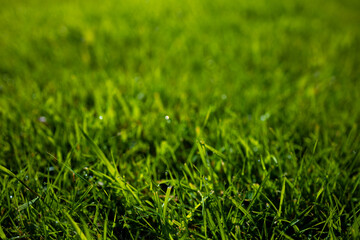 Close up of lush green grass with morning dew