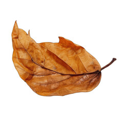 Single dried leaf, autumnal hues